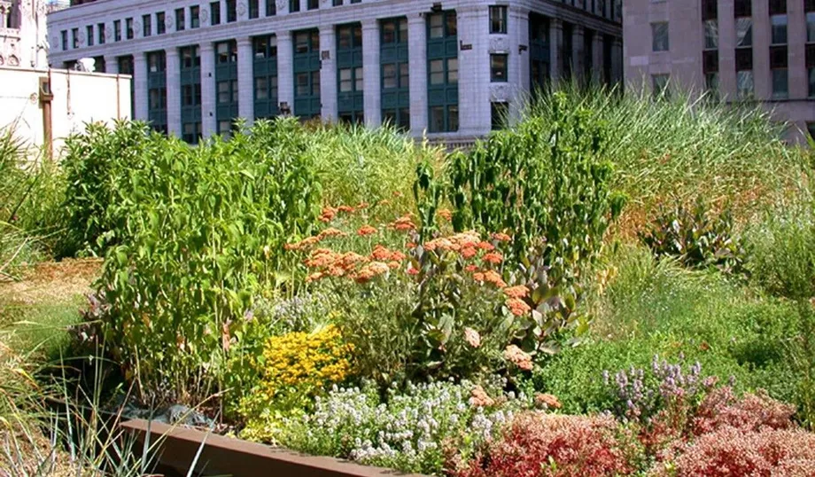 Intensyvūs apželdinti stogai